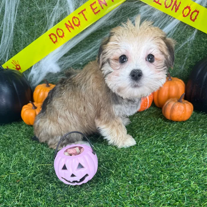 Male Morkie puppy named Ollie for sale at Puppy Dreams - Arlington.