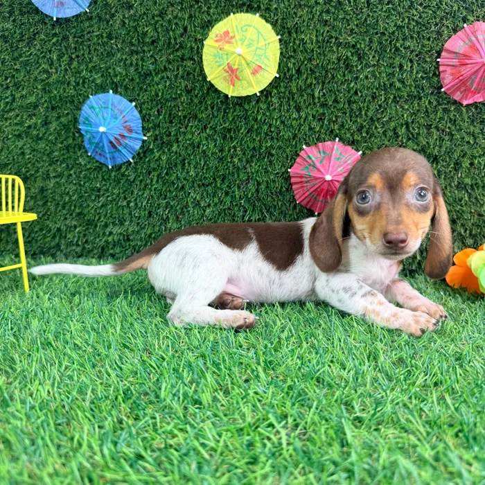 Male Dachshund puppy named Chip for sale at Puppy Dreams - Carrollton.