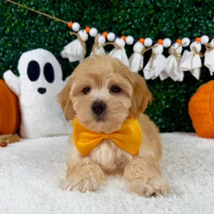 Male Maltipoo puppy named Tiny for sale at Puppy Dreams - Garland.