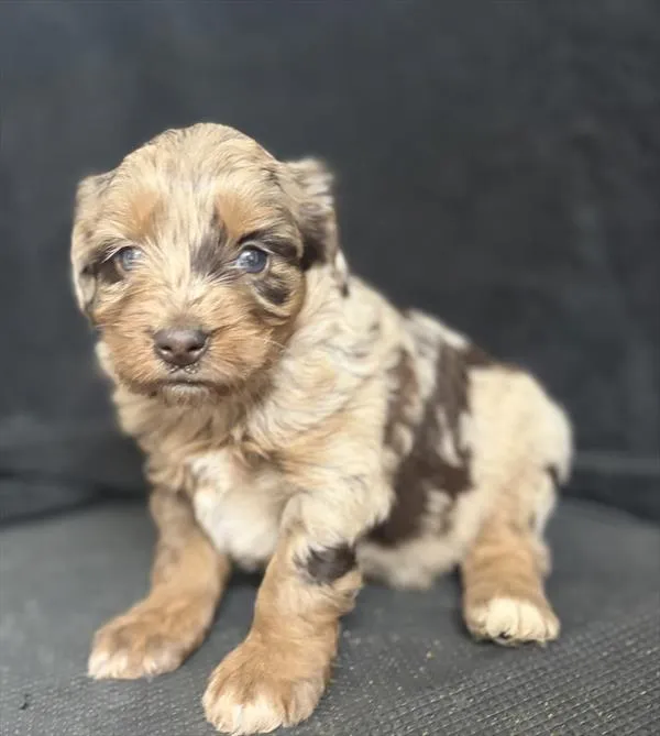 Female Mini Aussie Poo puppy for sale at Puppy Dreams - Parks Mall.