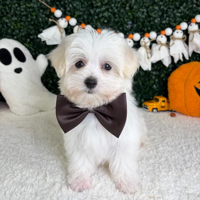 Male Maltese puppy named Zero for sale at Puppy Dreams - Garland.
