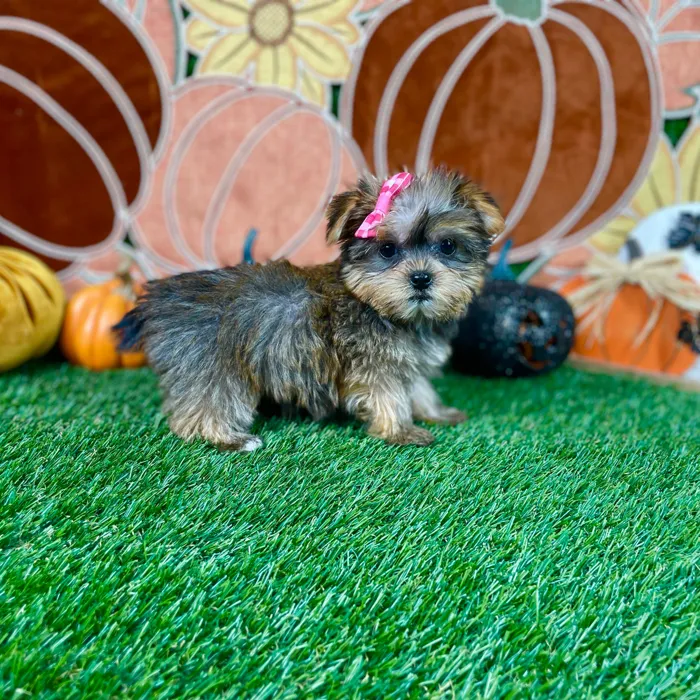 Female Yorkie puppy named Honey for sale at Puppy Dreams - Carrollton.