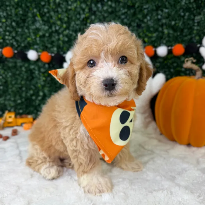 Male Bichapoo puppy named Jax for sale at Puppy Dreams - Garland.