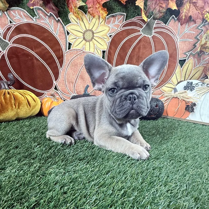 Male French Bulldog puppy named Tank for sale at Puppy Dreams - Carrollton.