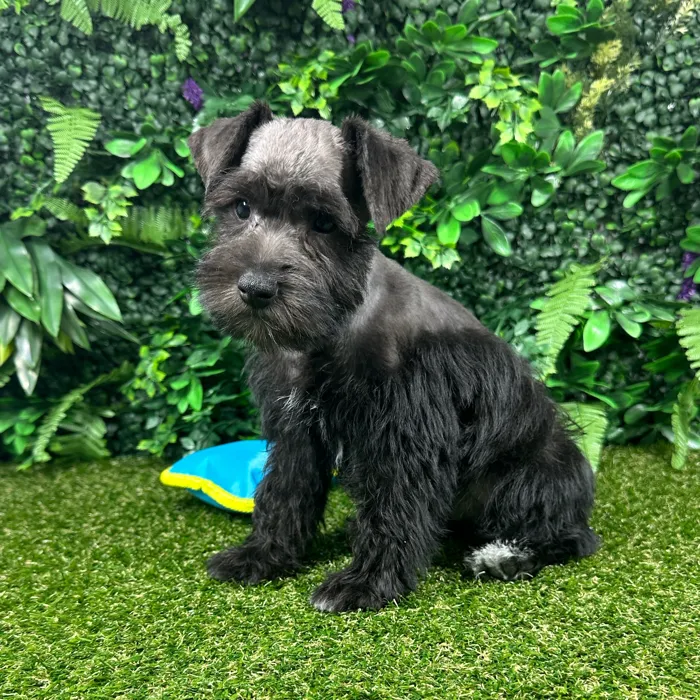 Male Mini Schnauzer puppy named Biscuit for sale at Puppy Dreams - Parks Mall.