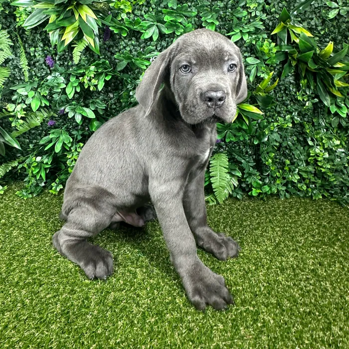 Male Cane Corso puppy named Atlas for sale at Puppy Dreams - Parks Mall.