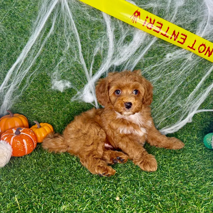 Male Cavapoo puppy named Teddy for sale at Puppy Dreams - Arlington.