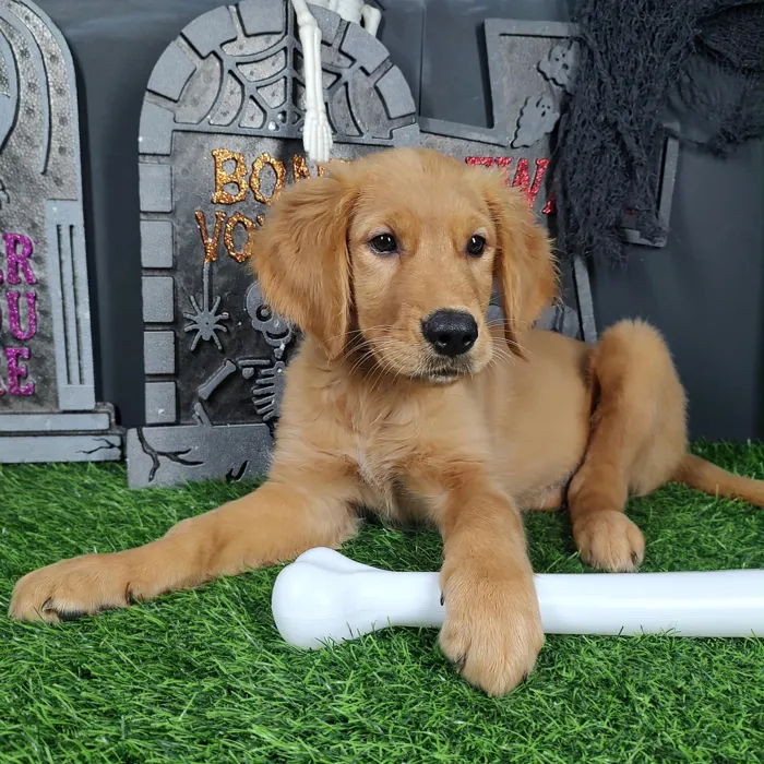 Female Golden Retriever puppy named La Llorona for sale at Puppy Dreams - Mansfield.