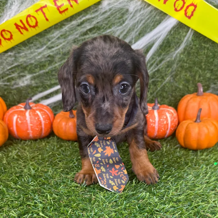 Male Dachshund puppy named Gizmo for sale at Puppy Dreams - Arlington.