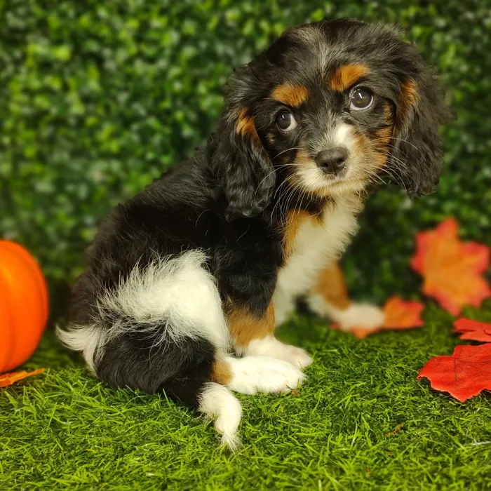 Female Cavalier King Charles Spaniel puppy named Lily for sale at Puppy Dreams - Parks Mall.