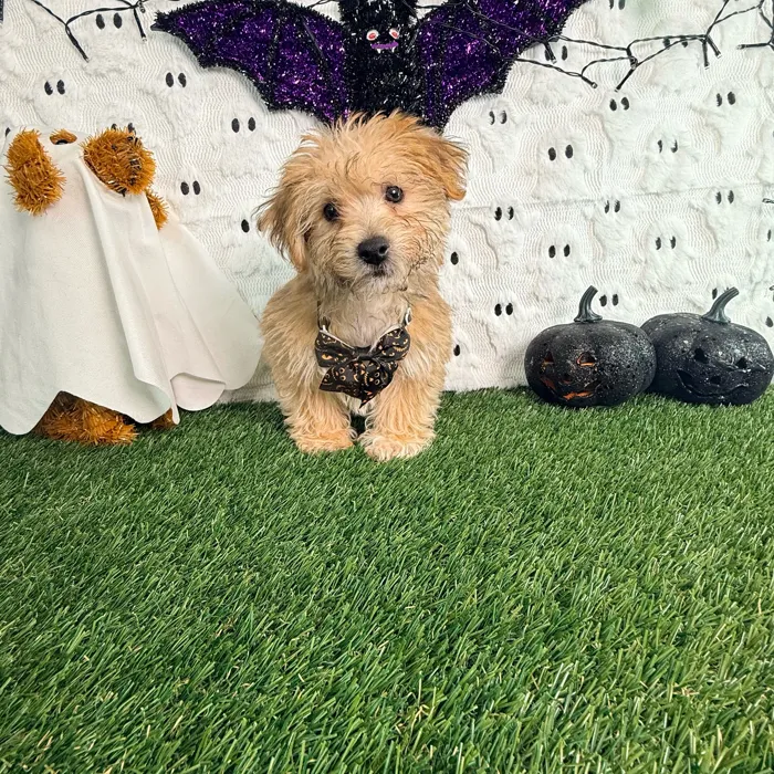 Male Yochon puppy named Jax for sale at Puppy Dreams - Carrollton.