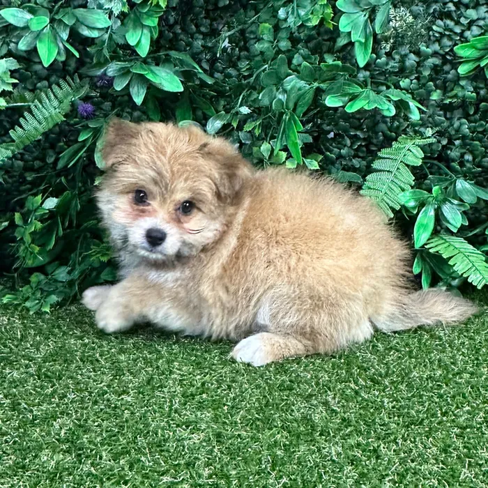 Female Pomachon puppy named Valezca for sale at Puppy Dreams - Parks Mall.
