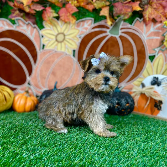 Female Yorkie puppy named Ginger for sale at Puppy Dreams - Carrollton.