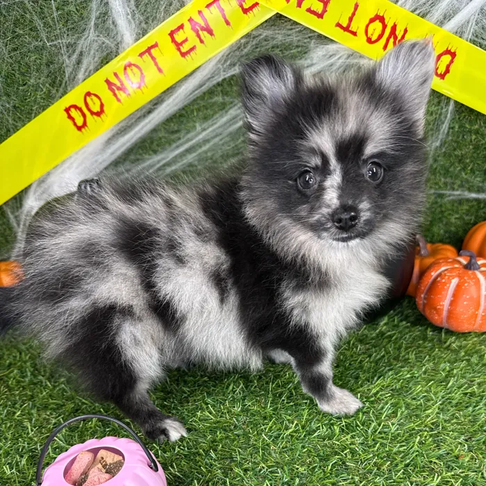 Male Pomchi puppy named Frankie for sale at Puppy Dreams - Arlington.