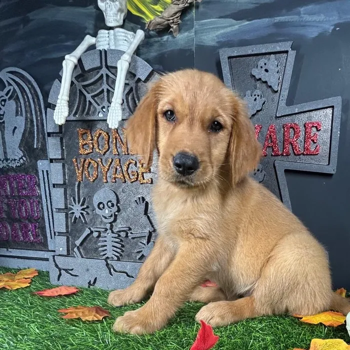 Female Golden Retriever puppy named Caramel for sale at Puppy Dreams - Mansfield.