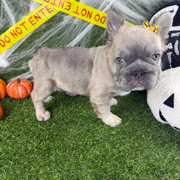 Female Fluffy French Bulldog puppy named Gigi for sale at Puppy Dreams - Arlington.