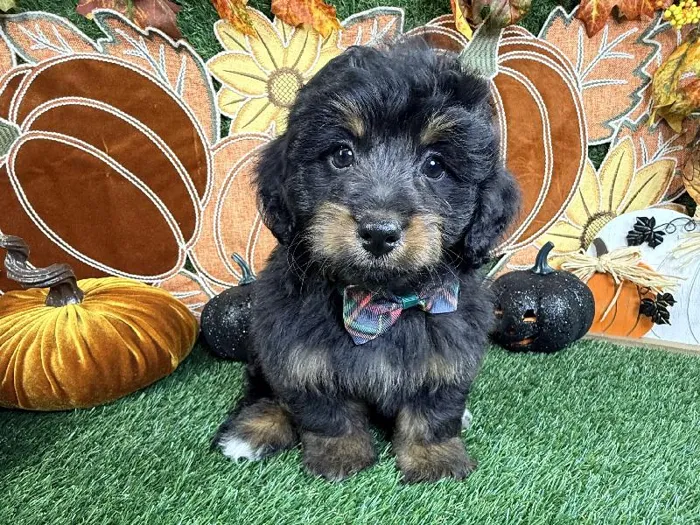 Male Bernedoodle puppy named Yoda for sale at Puppy Dreams - Carrollton.
