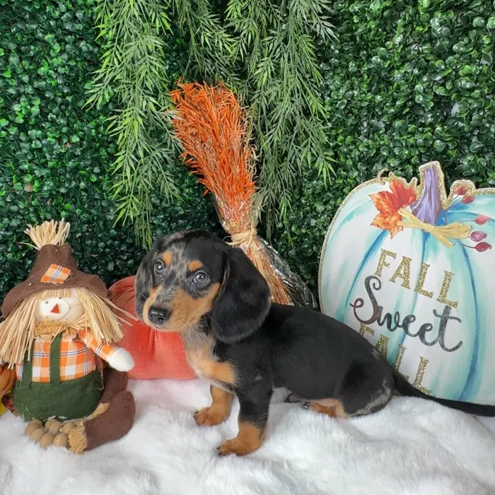 Male Dachshund puppy named Edward for sale at Puppy Dreams - Denton.