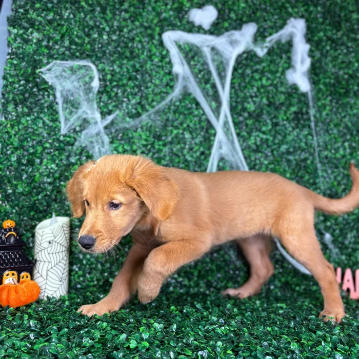 Female Golden Retriever puppy named Sugar for sale at Puppy Dreams - North Richland Hills.