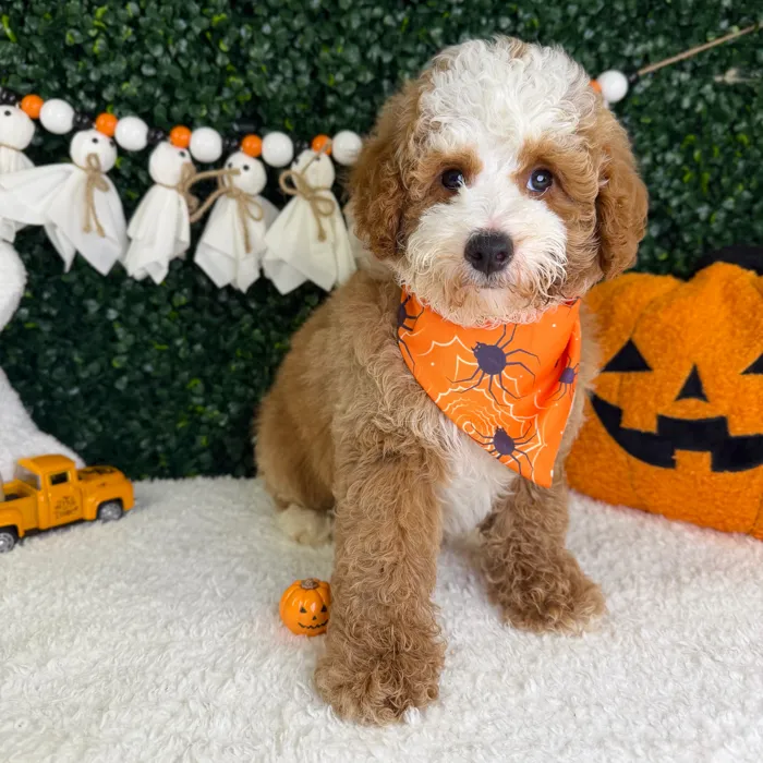Male Mini Poodle puppy named Cooper for sale at Puppy Dreams - Garland.