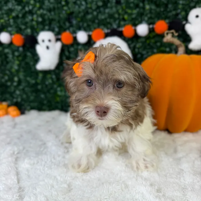 Female Havanese puppy named Lola for sale at Puppy Dreams - Garland.