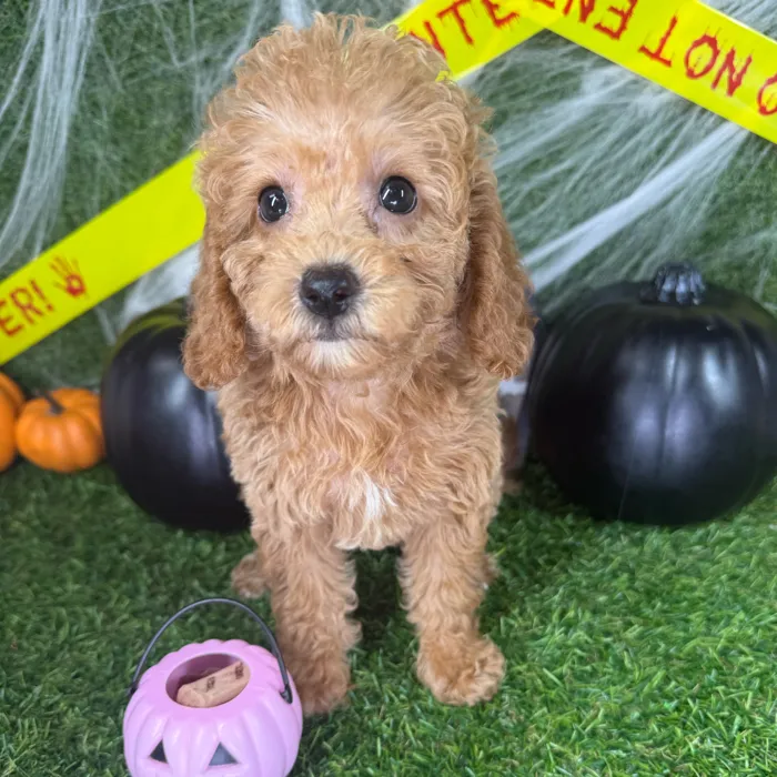 Male Mini Goldendoodle puppy named Loki for sale at Puppy Dreams - Arlington.
