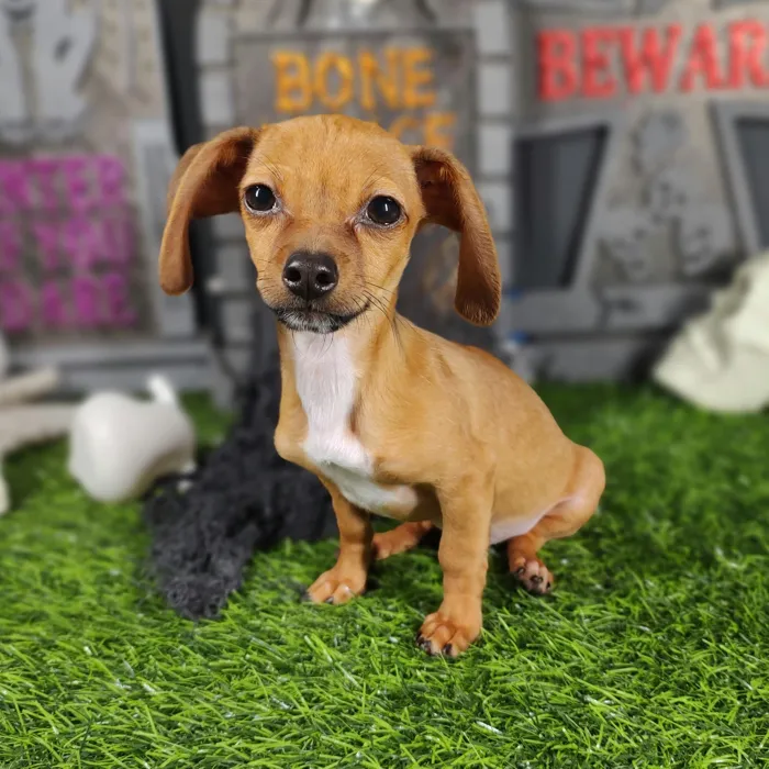 Male Chiweenie puppy named *Jeepers* for sale at Puppy Dreams - Mansfield.