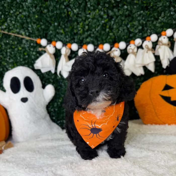 Male Poodle Toy puppy named Bonbon for sale at Puppy Dreams - Garland.