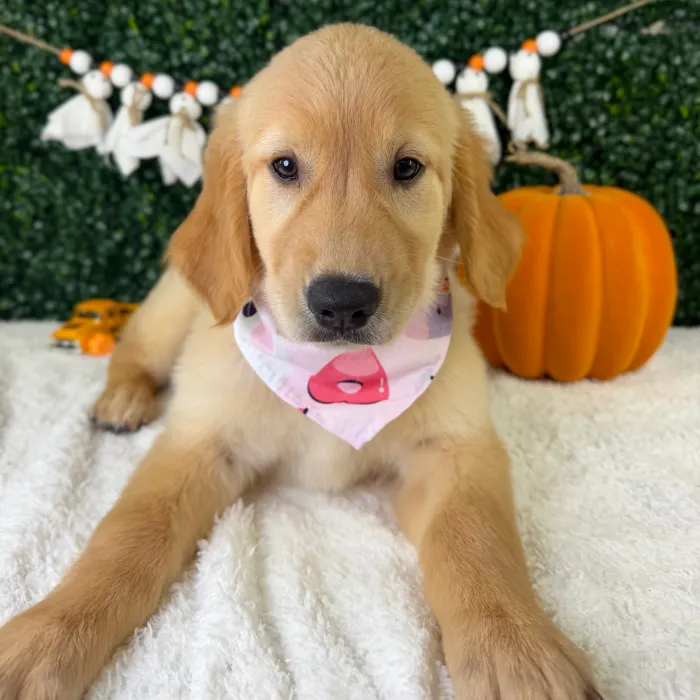 Female Golden Retriever puppy named Bambi for sale at Puppy Dreams - Garland.