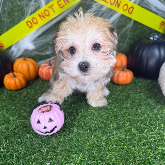 Male Morkie puppy named Ollie for sale at Puppy Dreams - Arlington.
