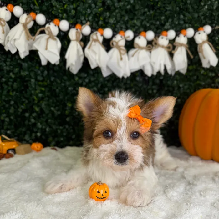 Female Yorkie puppy named Skye for sale at Puppy Dreams - Garland.