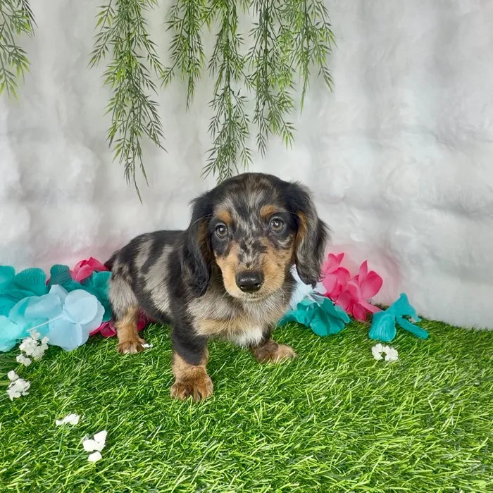 Male Dachshund puppy named Twix for sale at Puppy Dreams - Denton.