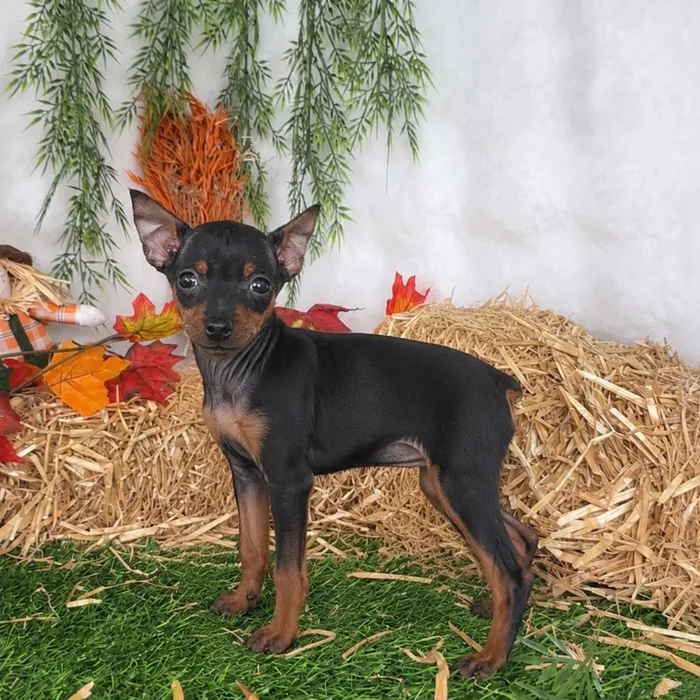 Male Min Pin puppy named Buick for sale at Puppy Dreams - Denton.
