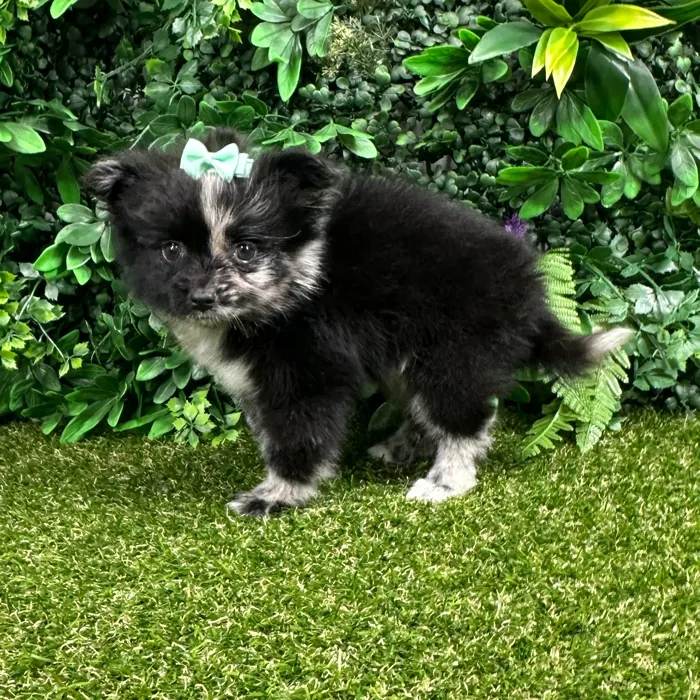 Female Pomeranian puppy named Sakura for sale at Puppy Dreams - Parks Mall.