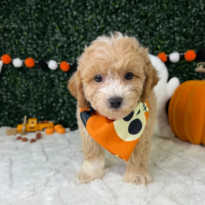 Male Bichapoo puppy named Jax for sale at Puppy Dreams - Garland.