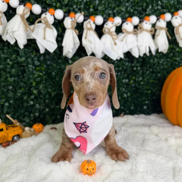 Female Dachshund puppy named Pearl for sale at Puppy Dreams - Garland.