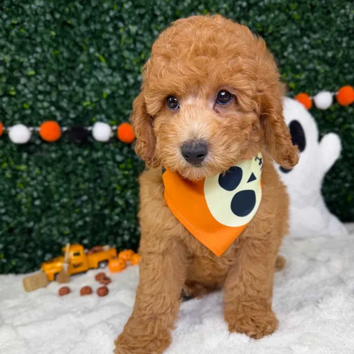 Male Mini Goldendoodle puppy named Nico for sale at Puppy Dreams - Garland.