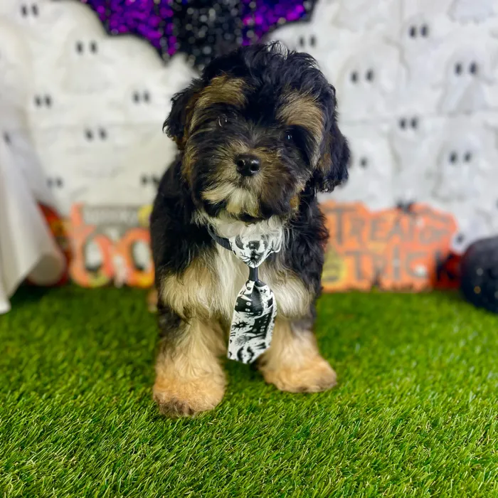Male Shipoo puppy named Otto for sale at Puppy Dreams - Carrollton.