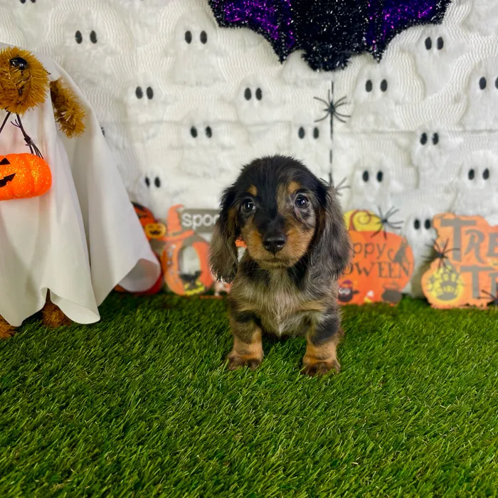 Male Dachshund puppy named Jazz for sale at Puppy Dreams - Carrollton.