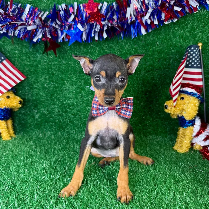 Male Min Pin puppy named Taco for sale at Puppy Dreams - Garland.