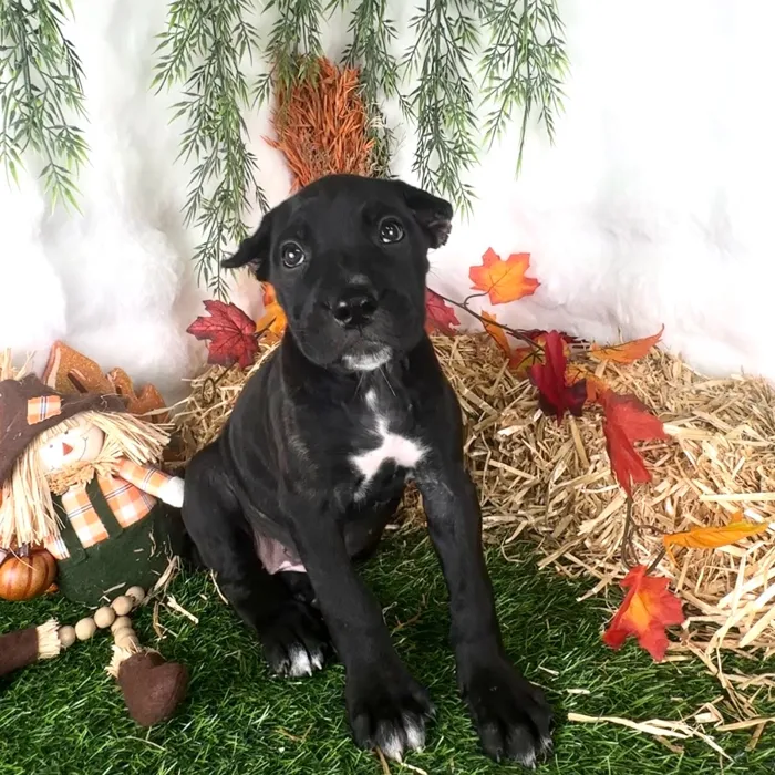 Female Cane Corso puppy named Mercedes for sale at Puppy Dreams - Denton.