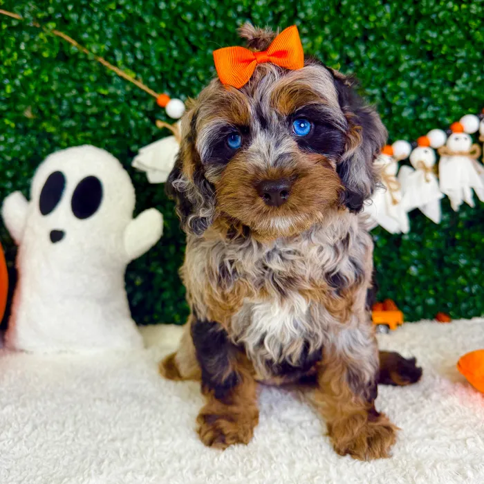 Female Cockapoo puppy named Mary for sale at Puppy Dreams - Garland.