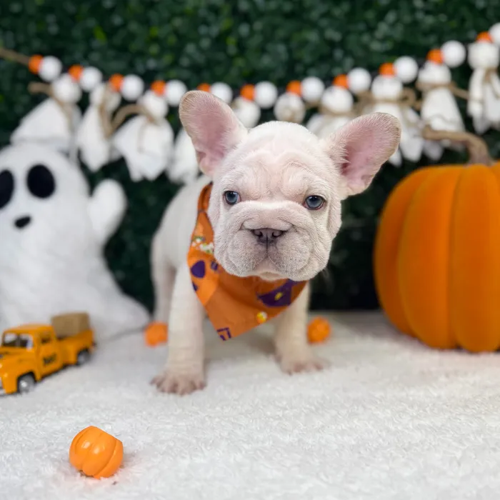Male French Bulldog puppy named Koda for sale at Puppy Dreams - Garland.