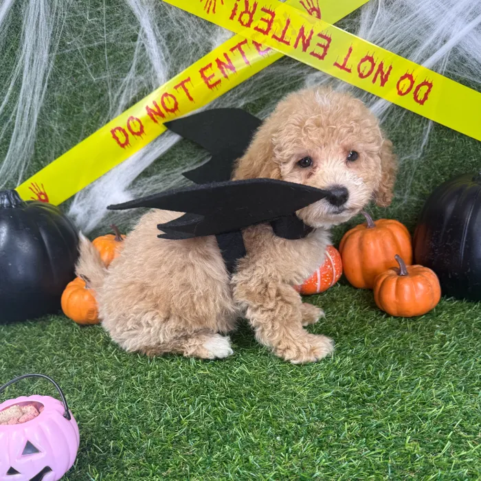 Male Bichon-Poodle puppy named Ziggy for sale at Puppy Dreams - Arlington.
