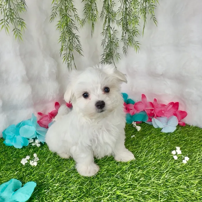 Female Maltese puppy named Gelato for sale at Puppy Dreams - Denton.
