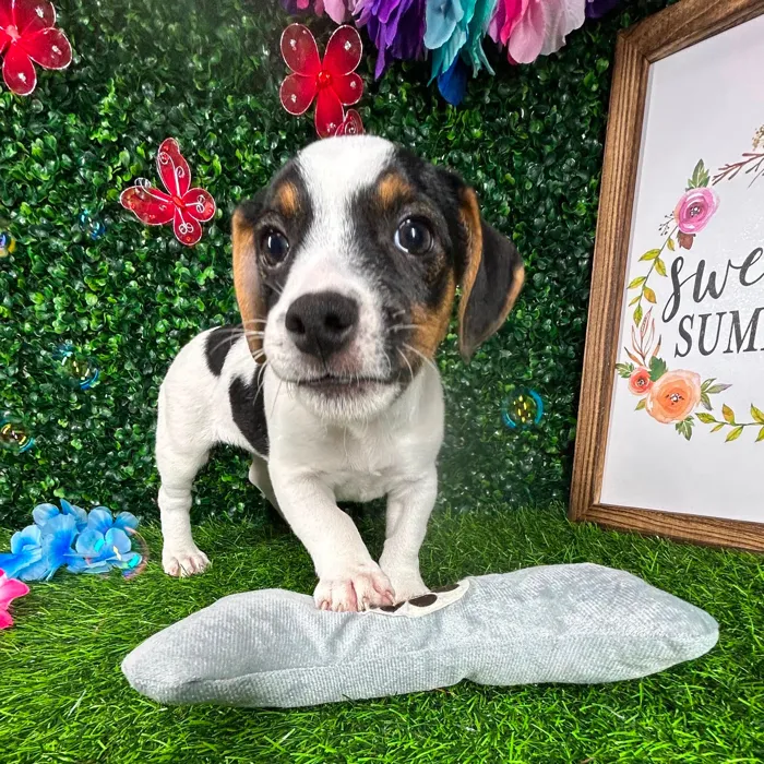 Female Jack Russell Terrier puppy named *Holly* for sale at Puppy Dreams - Mansfield.