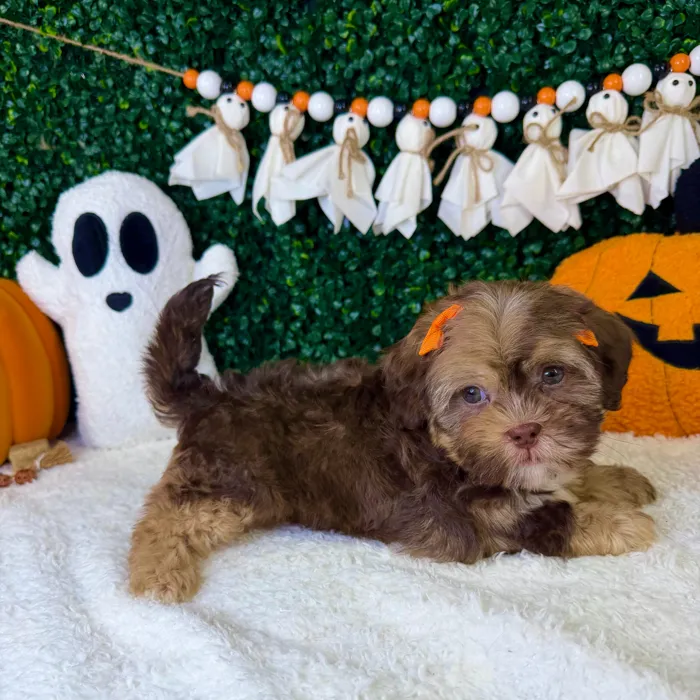 Female Shipoo puppy named Lilie for sale at Puppy Dreams - Garland.