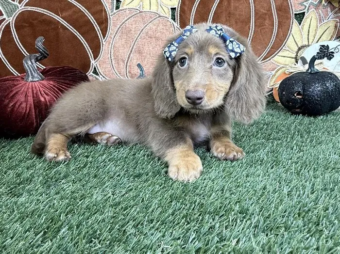 Female Dachshund puppy named Pebbles for sale at Puppy Dreams - Carrollton.