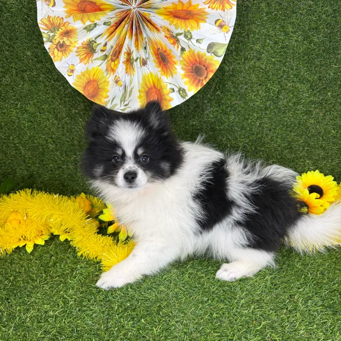 Female Pomsky puppy named Diggy for sale at Puppy Dreams - Arlington.