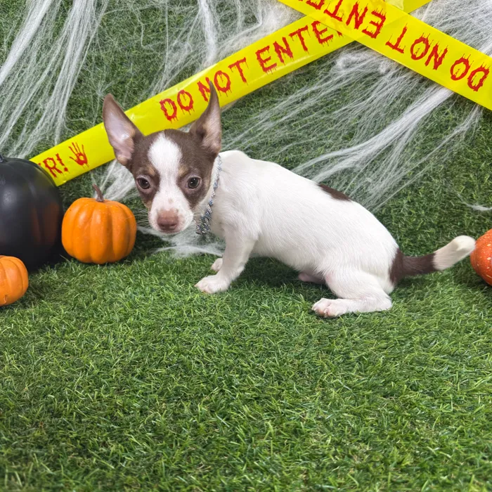 Male Chihuahua puppy named Gravy for sale at Puppy Dreams - Arlington.